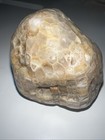 Agatized Honeycomb Fossil Shown Wet And Dry 6 75 Oz  - Z200