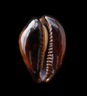 Cypraea  zoila  Decipiens 48 1mm     Broome  W  Australia     Dark Gem