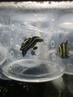 Saltwater Fish French Angel