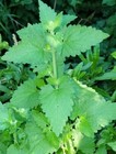 Catnip Cat Nip For Cats  Wild Organic Grown In Usa  3 Pack