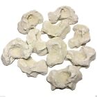 10 Cured Reef Rocks For Live Coral Frag Propagation 