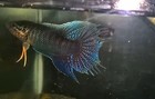 Live Betta Fish -paradise Fish    wild Type Crowntail Paradise   1 Pair