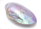 Dyed Purple Clam Shell  whole Shell  4-5  Polished Seashell Beach Decor Crafts