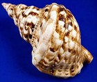 Large Caribbean Triton Shell 9 5  Charonia Tritonis Triton s Trumpet Shell