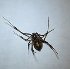 Real Brown Widow Spider Wet Specimen - Beautiful Markings