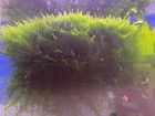 Christmas Moss Buy 2 Get 1 Free Plants Aquarium Fish Tank  2x3   