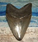 Megalodon Shark Tooth 5 1 4 Sharks Teeth Massive Jaw Real Fossil Serrated Color