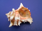 3-pack  Murex Brassica Shell 3-4   Coastal Art Crafts Decorating Hermit Crab  3 