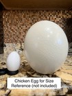 Large Ostrich Egg Shell Empty Clean Single Bottom Hole  scratch On One Side 