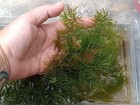 Hornwort Coontail  c  Demersum  Pond Aquarium Clear Water Plant Buy3 get1 free  