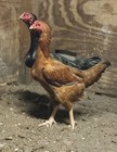 6 Pure Indio Giant   Indio Gigante  chickens Fertile Eggs