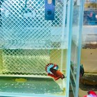 Plakat Red Fancy Male Betta  035