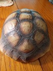 Tortoise Shell  9x8 Beautiful 
