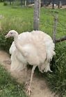  2  Rare White Rhea Hatching Eggs  presale  Read Description