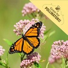  Heirloom Organic  Non-gmo   Usa Grown Seeds  30ct Herb  30pk Heirloom Variety