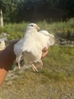 Texas A m Jumbo White Quail Hatching Eggs