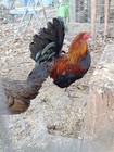 Gamefowl Eggs For Hatching
