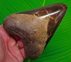 5 14    Megalodon Shark Tooth  Real Fossil - Xl Big Sharks Teeth