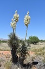 Native American Style Flute - Yucca Stalk Flute - Key Of A4