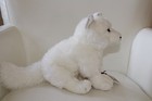 Webkinz Signature Arctic Fox With Code  