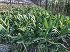 Set 3 Plants    Rhynchostylis Gigantea  cartoon Color -young Seedling 