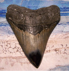 Megalodon Shark Tooth 5 1 8  Shark Teeth Big Jaw Fossil Stunning Color Polished