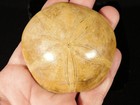 Polished 150 Million Year Old  Sand Dollar Fossil 100  Natural Madagascar 129gr