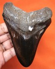 Striking Megalodon Shark Tooth - Real Fossil Shark Teeth 4 41  No Restorations 