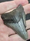 2 5 8  Authentic Prehistoric Megalodon  Fossil Shark Tooth Teeth Free Shipping 