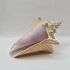Queen Conch Shell 6 Inches Natural Pink Cream Collectible Sea Shell For Display