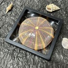 Rare Natural Sea Urchin Shell Specimen Bagua 11x11cm Framed With Light