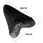 5 Inches Megalodon Tooth Fake Giant Shark Teeth Fossils Replica Collection Gifts
