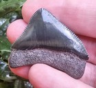 Gem Posterior Megalodon Shark Tooth Fossil Georgia