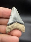 Megalodon Shark Tooth 1 75    Southwest Florida