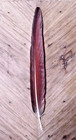Scarlet Macaw Tail Feather