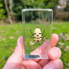 Man Face Bug In Resin  Skull Beetle  Eucorysses Grandis