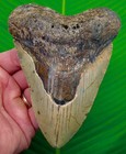 5 35    Megalodon Shark Tooth Real Fossil Xl Sharks Teeth