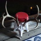 8 Point European Mount Deer Skull