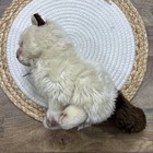 Russ Himalayan Cat Plush 9    Realistic Stuffed Animal Yomiko Classics 