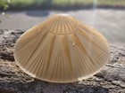 Art Deco Ceiling Light Shade Soft Peach Orange Frosted 1920 - 1930s Antique Euc 