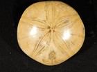 Big  Polished 150 Million Year Old  Aaa Sand Dollar Fossil Madagascar 201gr