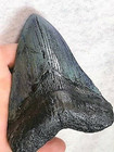 5 Inch Real Megalodon Shark Tooth Big Fossil Giant Genuine Prehistoric Teeth Meg
