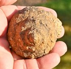 Large Fossil Gastropod From Morocco