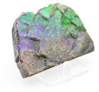 Gorgeous Iridescent Fossil Ammolite Slab Reflective Rainbow Mineral Healing 