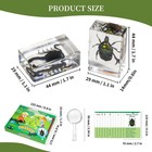 12pcs Insect Specimens Set  Real Insect Taxidermy In Resin Specimens With Mag   