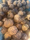 Premium Black Walnuts In-shell   15 Pounds  Wild Foraged Organic Float Tested Tn