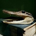Real Taxidermy Alligator Head  Oddities  Curiosities  Alligator Mississippiensis
