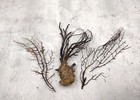 Black Sea Fan Corals Dried Gorgonia Ventalina  3 Fans Approx  4-5  Inches 