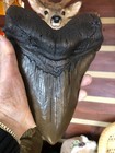 Massive Megalodon Tooth Replica 9 1 4  Conversation Piece Brown With Black Root