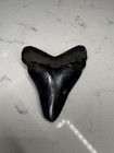 Megaladon Tooth 2 1 2 Fossil Sharks Tooth